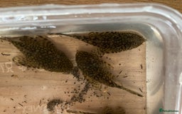Plecos fish for sale: Wabenmuster Pleco adult pair in Horsham - Image 4