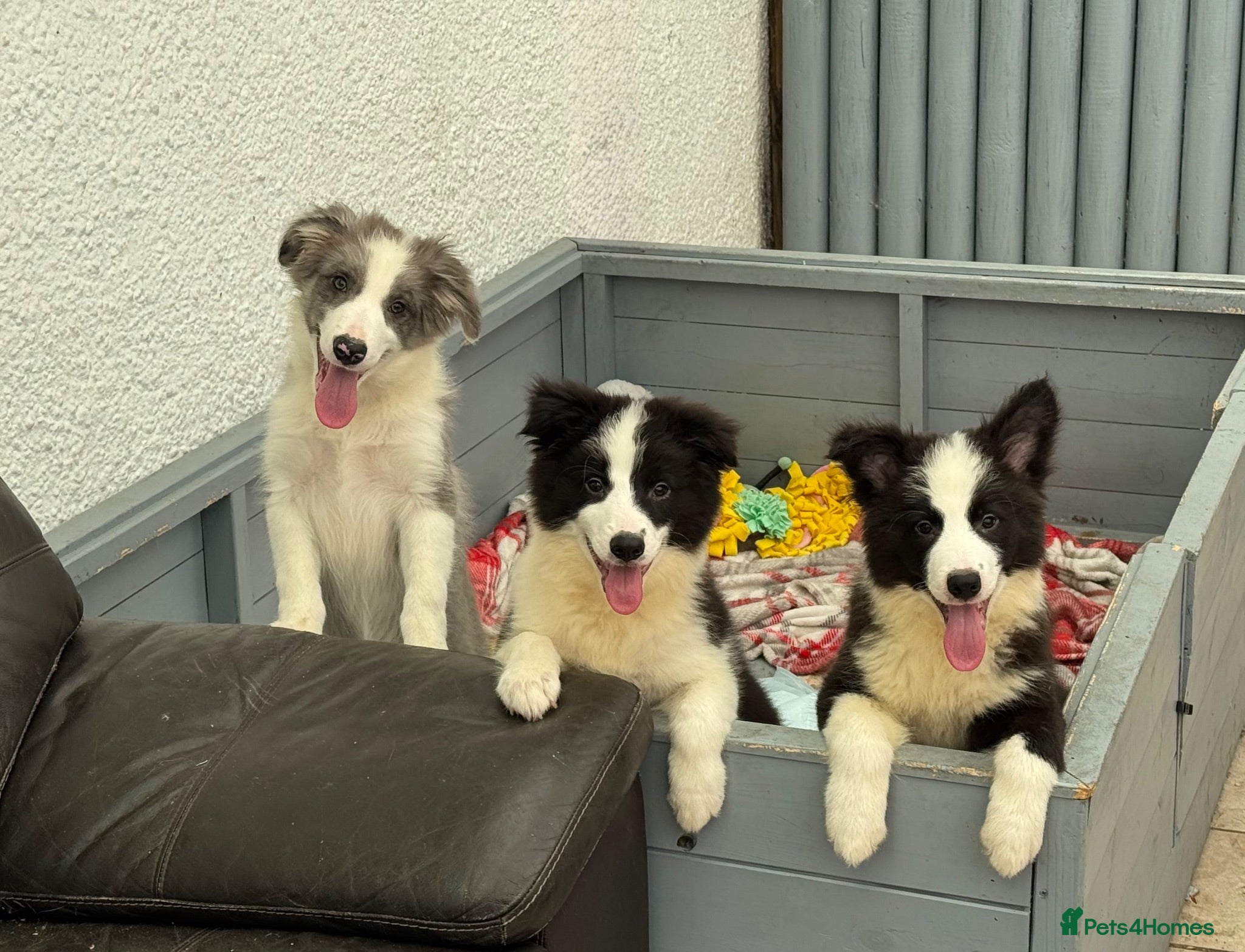 Border Collie dogs Stunning KC Registered Border Collie Puppies  - Advert 1