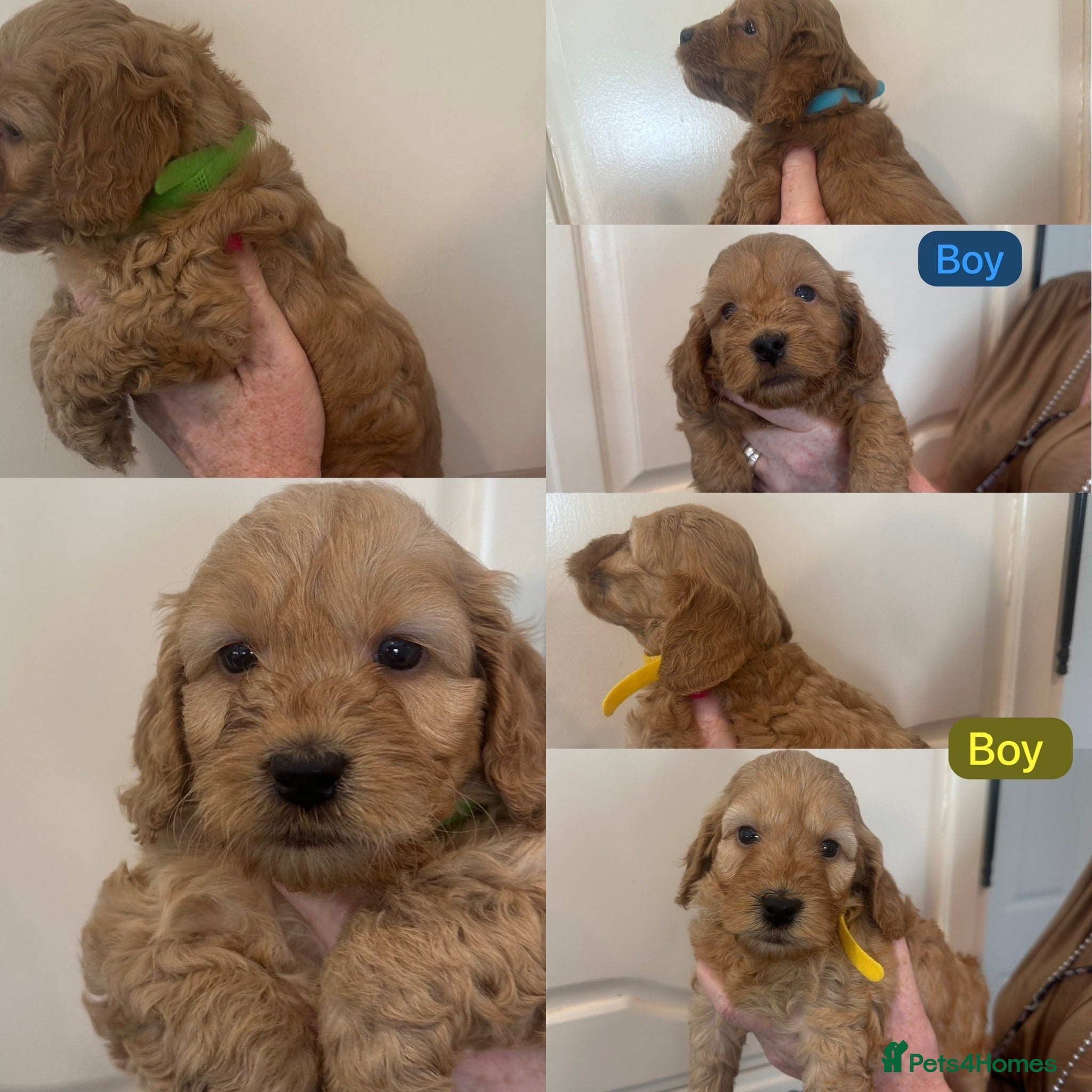 Cockapoo dogs F1 Cockapoo Puppy’s  - Advert 1