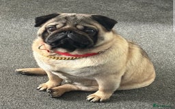 Pug dogs for sale: Stunning pug boy - Image 1