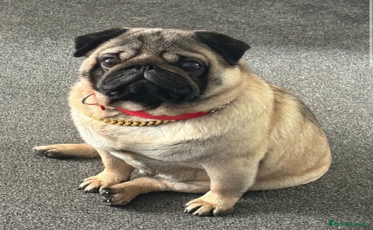 Pug dogs - Advert 1