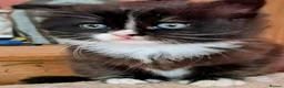 Mixed Breed cats for sale: Beautiful long haired girl - Advert 6