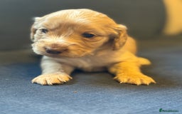 Cockapoo dogs for sale: Cockapoo F2 beautiful puppies  - Image 2