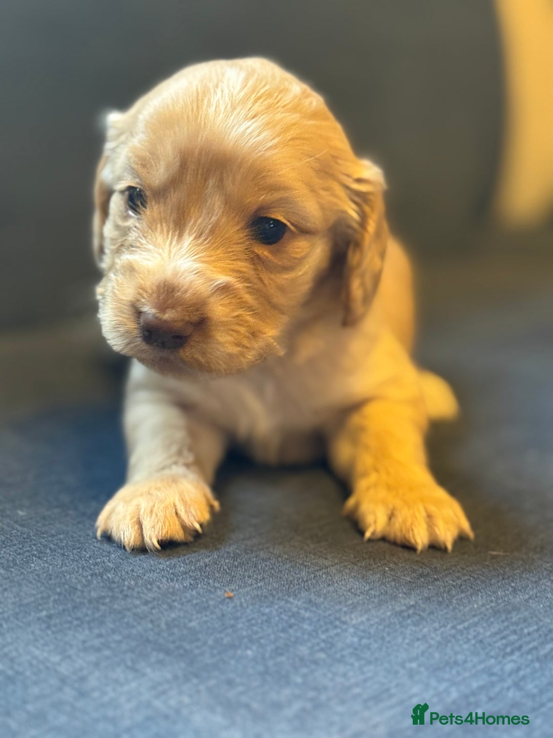 Cockapoo dogs for sale: Cockapoo F2 beautiful puppies  - Image 2