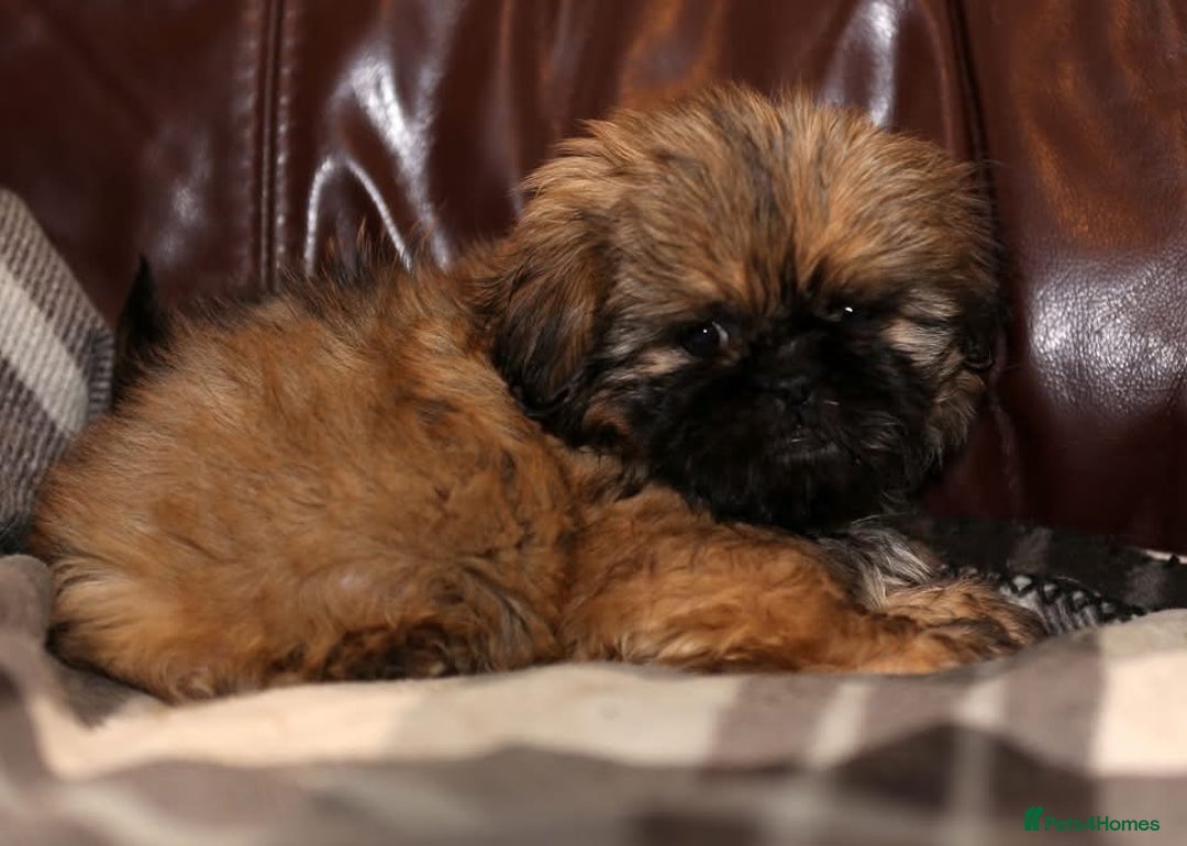 Shih Tzu dogs for sale: Outstanding Shih Tzu boys  - Advert 3