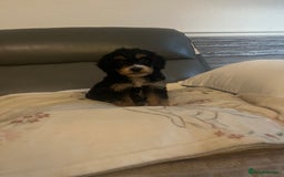 Cockapoo dogs for sale: 5 beautiful F1 cockerpoos  - Image 16