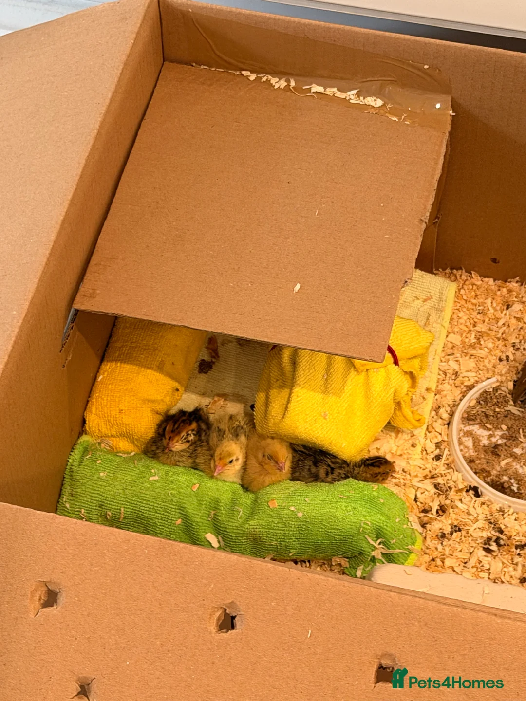 Quail poultry for sale: 4X Coturnix Quail Chicks Mixed in Oxford - Advert 2