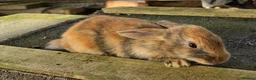 Mixed Breed rabbits for sale: Mini lop cross Rex bunnies ready now  - Advert 2