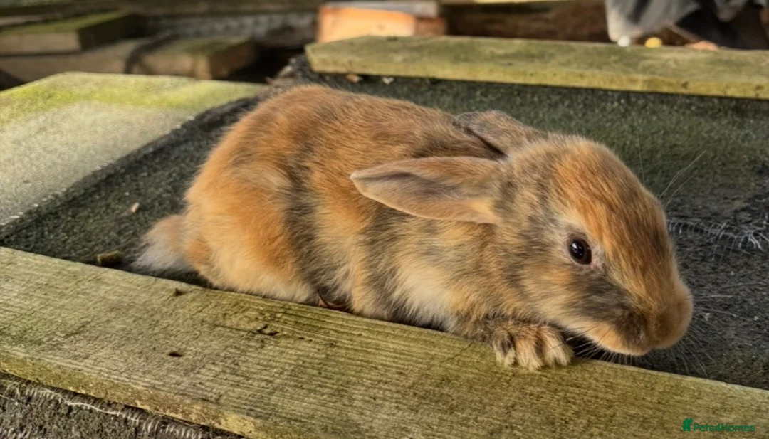 Mixed Breed rabbits for sale: Mini lop cross Rex bunnies ready now  - Advert 2