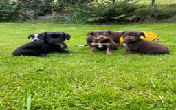 Mixed Breed dogs for sale: Sprollie puppies ❤️ - Image 1