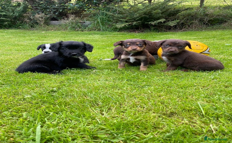 Mixed Breed dogs - Advert 1