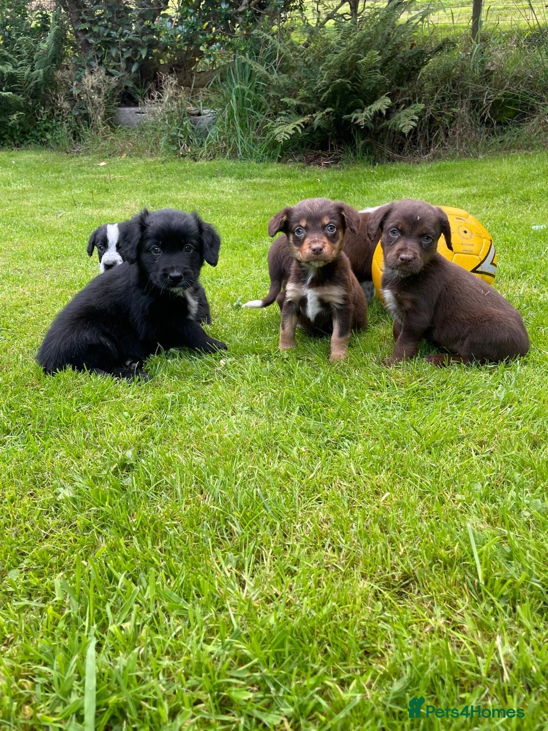 Mixed Breed dogs for sale: Sprollie puppies ❤️ - Image 1