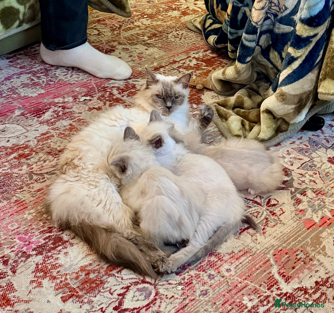 Ragdoll cats for sale: Beautiful blue point ragdoll kittens available now - Advert 5