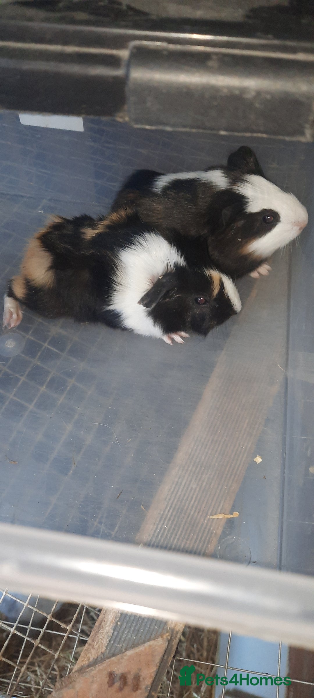 Guinea Pig rodents for sale: Guinea pigs for sale ready soon - Image 2
