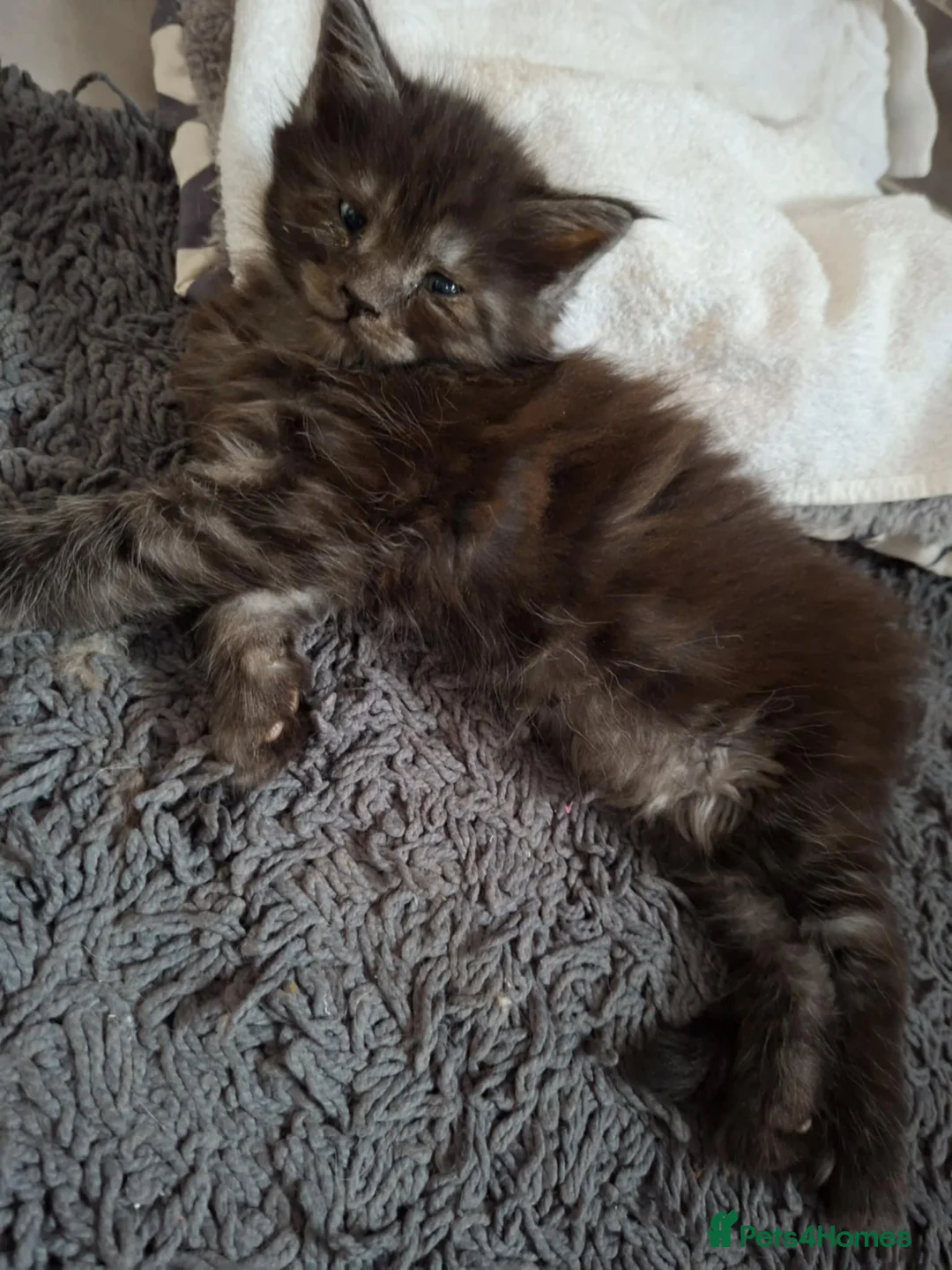 Maine Coon cats for sale: last girl and boy available - Advert 15