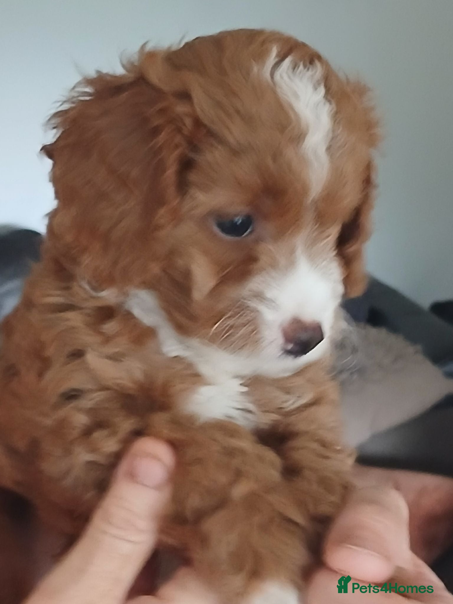 Cavapoo dogs Truly Gorgeous F1B Cavapoo litter - Advert 1