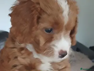 Cavapoo dogs Truly Gorgeous F1B Cavapoo litter - Advert 1