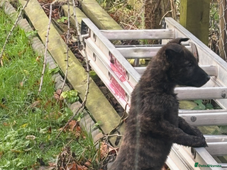 Belgian Shepherd Dog dogs Mali bitch pup - Advert 2