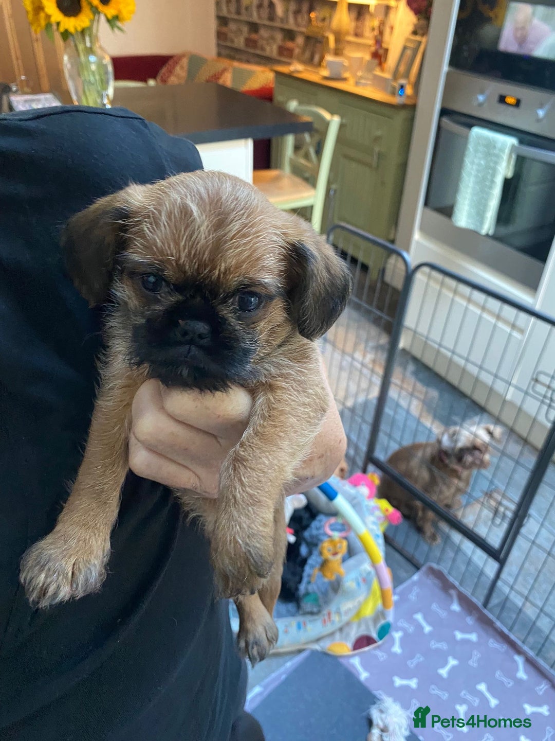 Griffon Bruxellois dogs for sale: New Kids on the Block - Image 13
