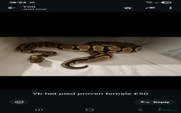 Python Snake reptiles for sale: Ball pythons - Image 6