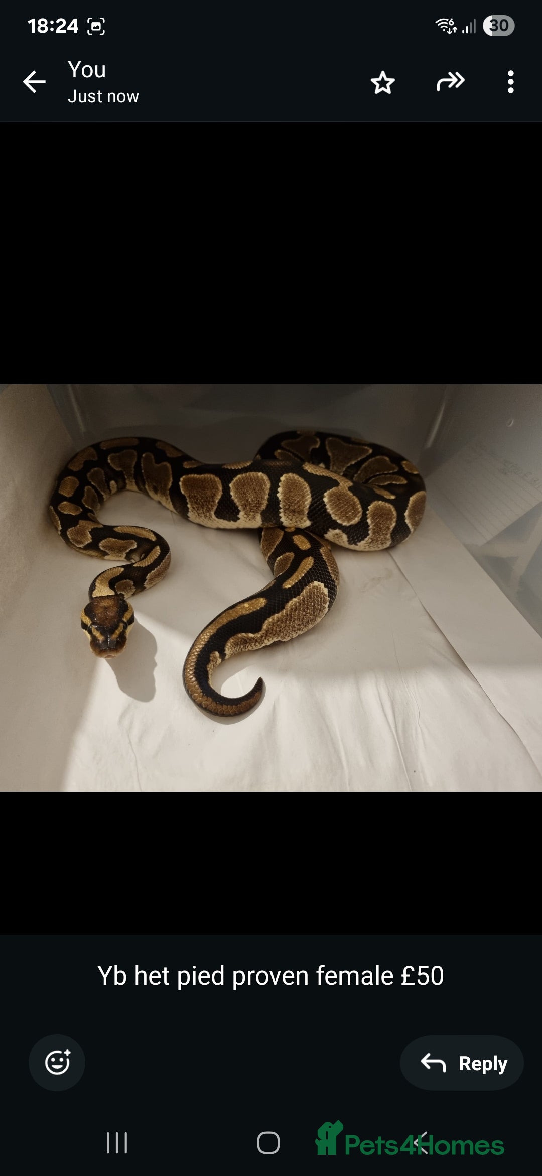 Python Snake reptiles for sale: Ball pythons - Image 6