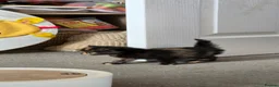 Nebelung cats for sale: Last Beautiful Kitten - Advert 3