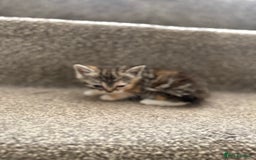 Persian cats for sale: Stunning half Exotic Persian kittens for sale.  - Image 10