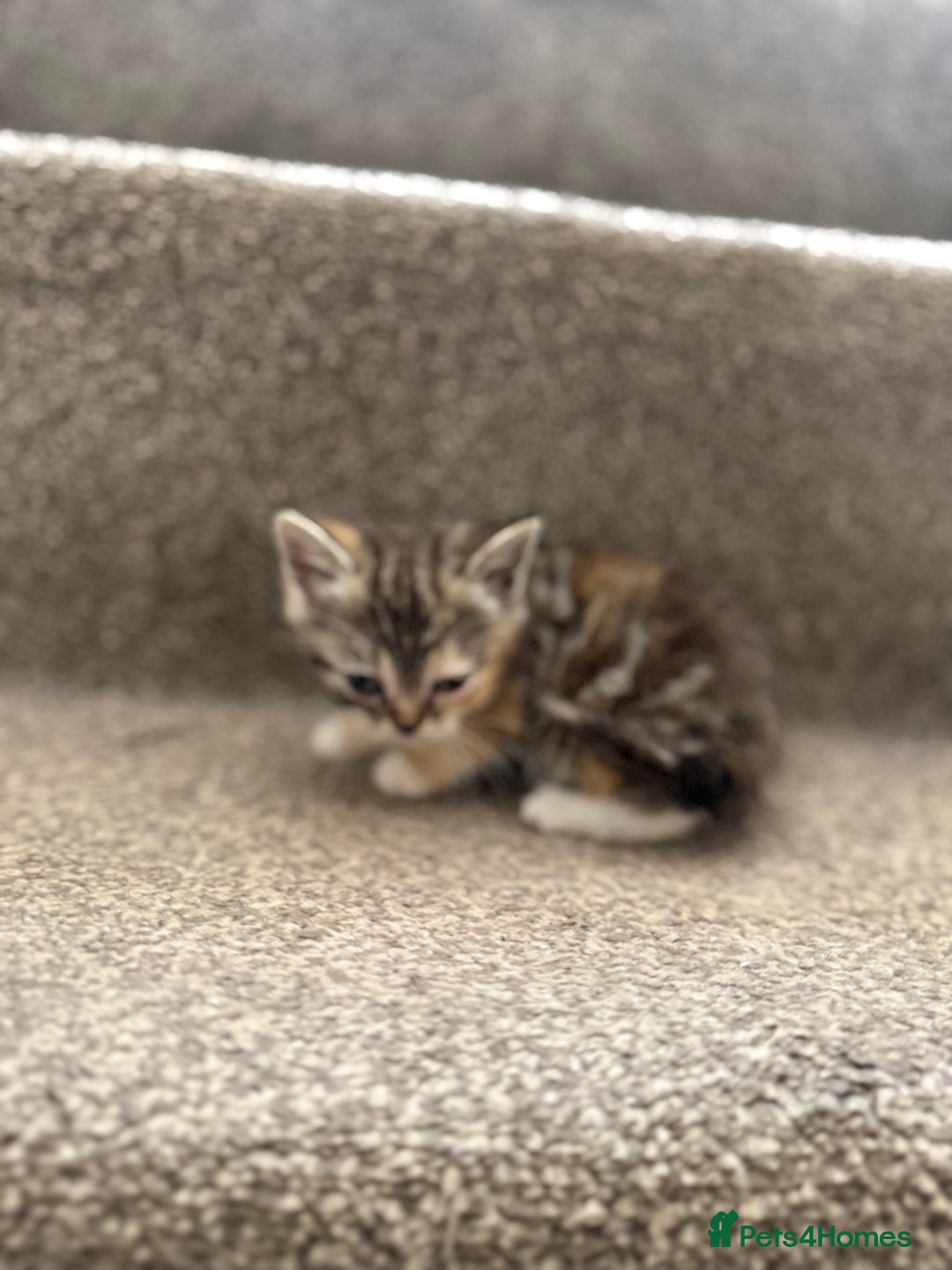 Persian cats for sale: Stunning half Exotic Persian kittens for sale.  - Image 10