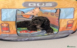 Mixed Breed dogs for sale: Looking for active couple/person with no kids/cats - Image 5