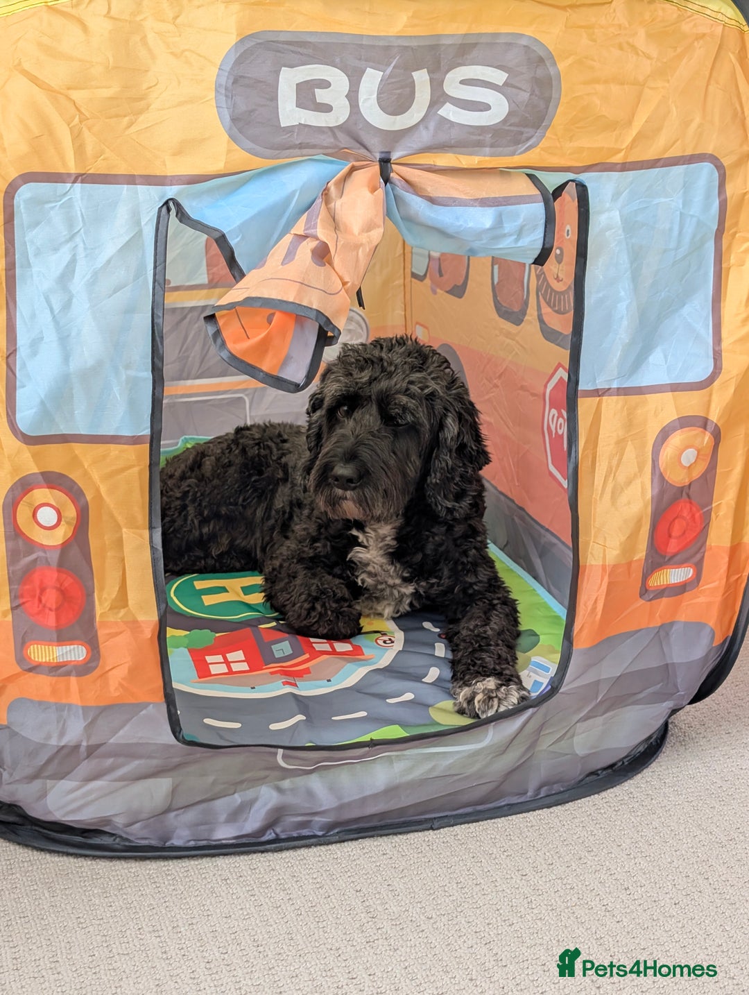 Mixed Breed dogs for sale: Looking for active couple/person with no kids/cats - Image 5