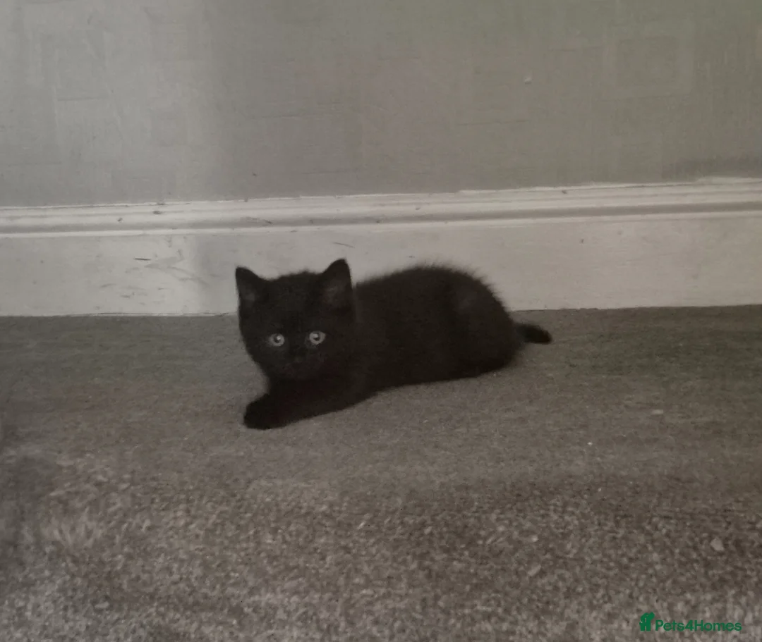 Mixed Breed cats for sale: Beautiful little boy  - Advert 2