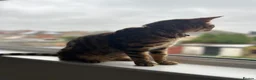 Bengal cats for sale: Bengal Cat For Sale - Advert 8