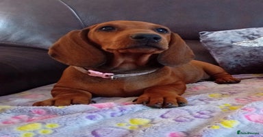 Dachshund dogs - Advert 7