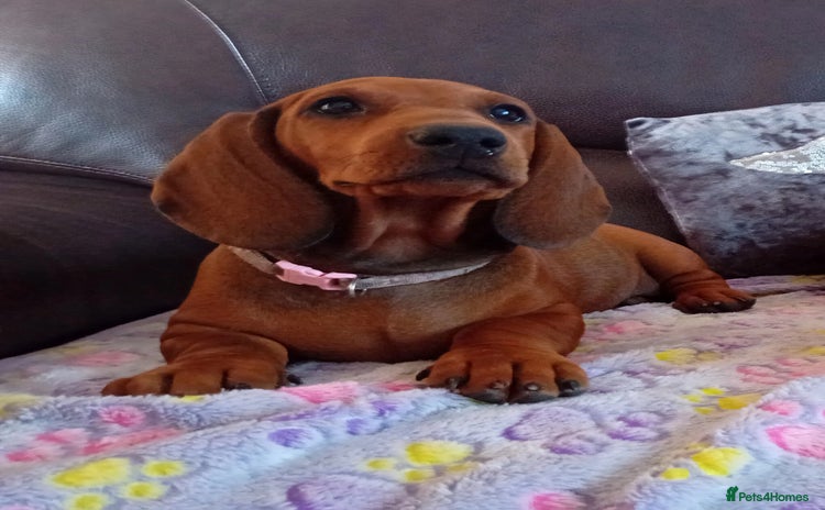 Dachshund dogs - Advert 5