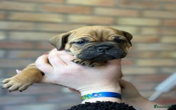 Mixed Breed dogs for sale: Bulldog de Bordeaux  - Image 34