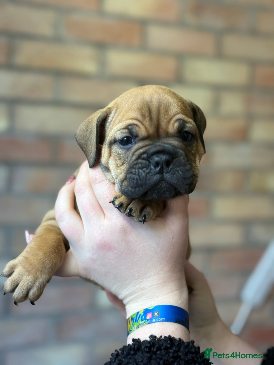 Mixed Breed dogs for sale: Bulldog de Bordeaux  - Image 34