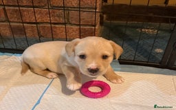 Labrador Retriever dogs for sale: Beautiful Labrador Puppies - Advert 16