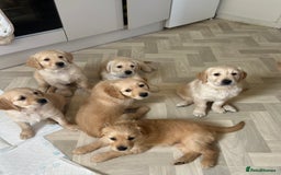 Golden Retriever dogs for sale: Golden retriever puppies!  - Image 20