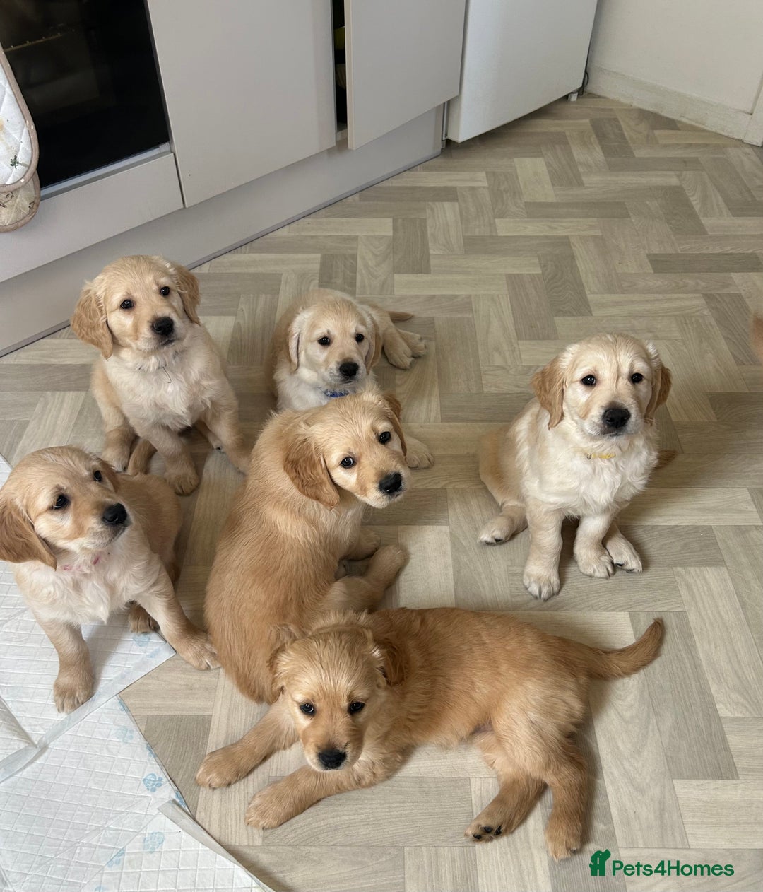 Golden Retriever dogs for sale: Golden retriever puppies!  - Image 20