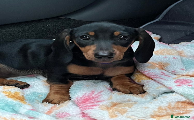 Miniature Dachshund dogs - Advert 10
