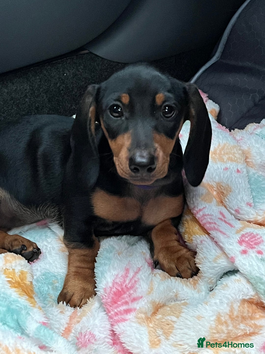 Miniature Dachshund dogs for sale: FEMALE MINIATURE DACHSHUND PUPPY  - Image 1