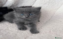 Domestic Shorthair cats for sale: kittens - Image 10