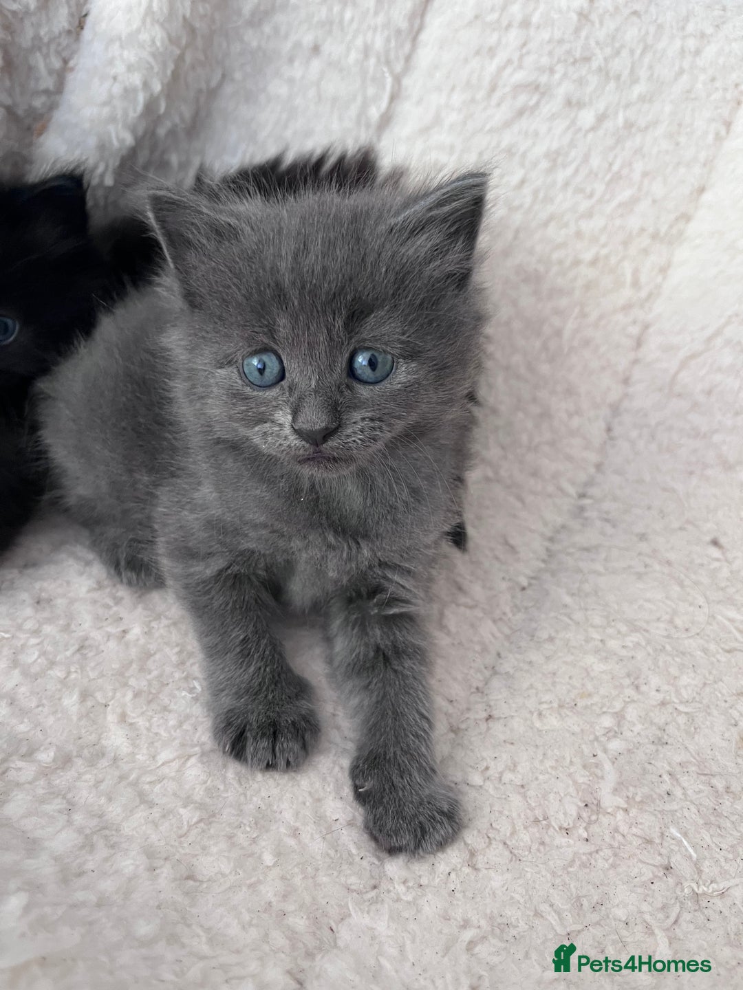 Domestic Shorthair cats for sale: kittens - Image 10