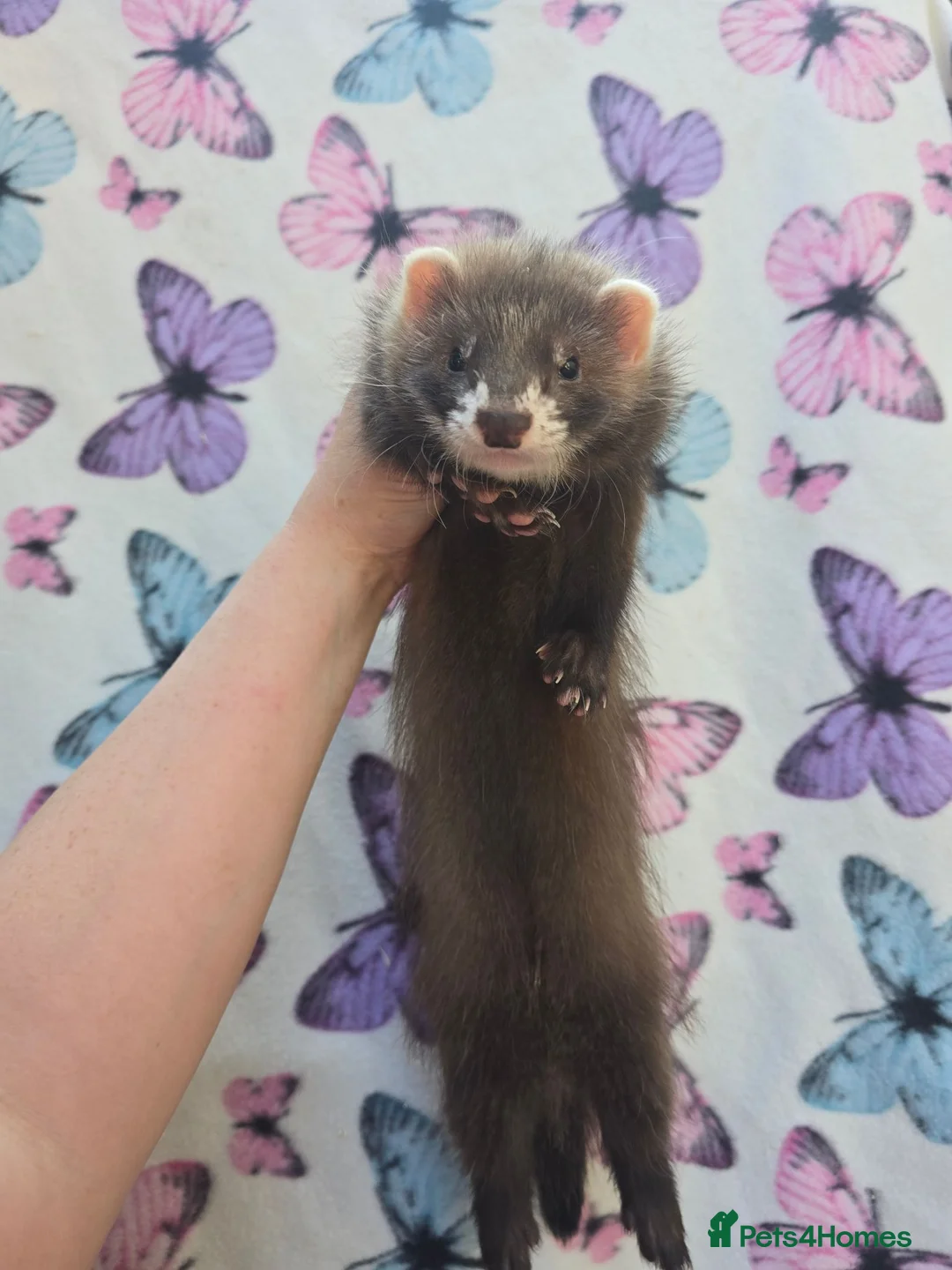 Ferret rodents for sale: Angora ferrets  - Advert 2