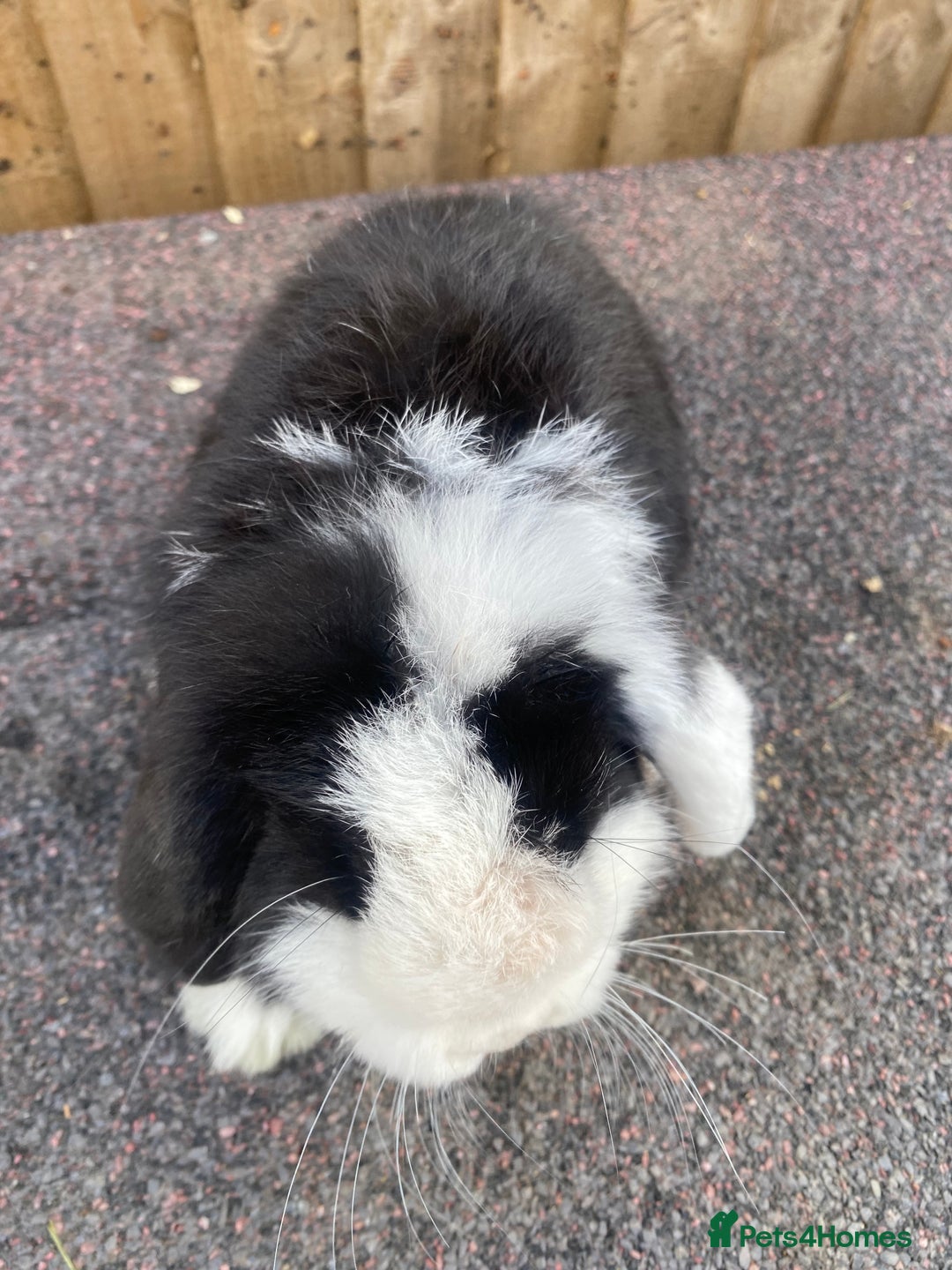 Mini Lop rabbits for sale: Mini lops  - Image 11