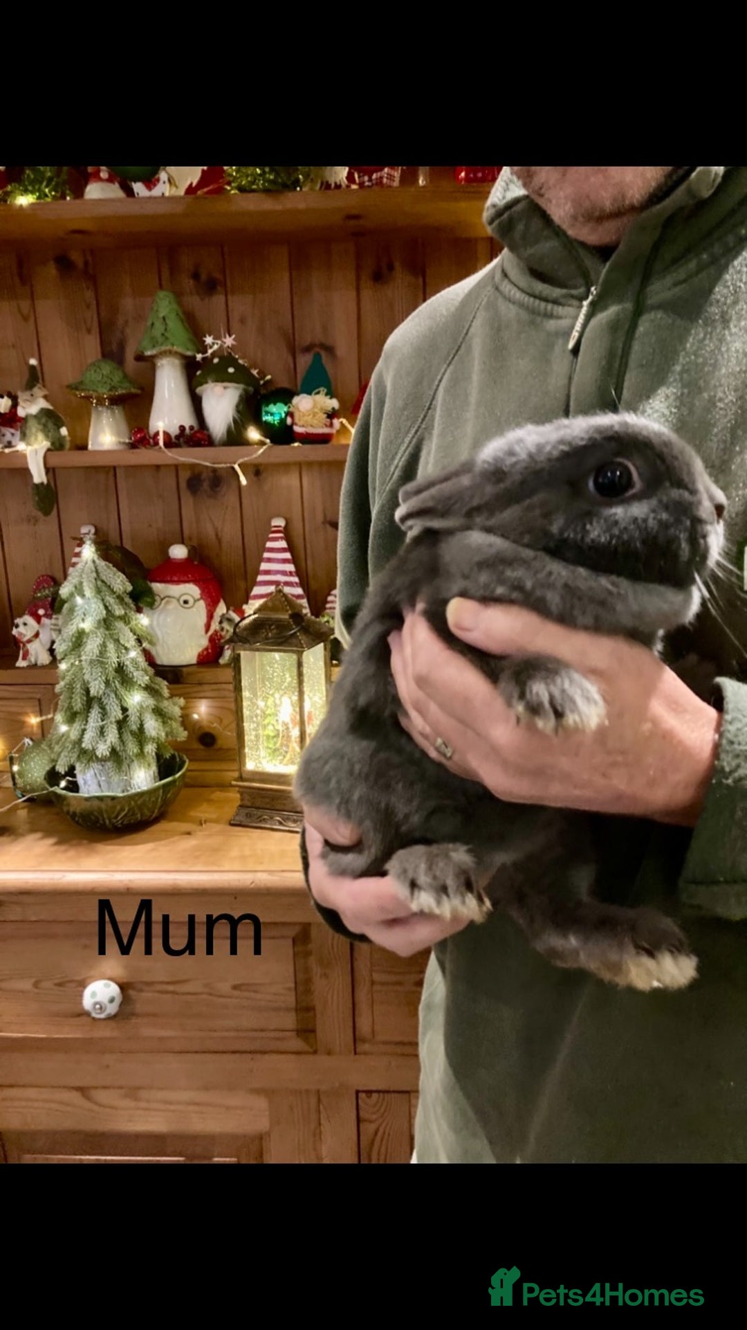 Netherland Dwarf rabbits for sale: Pure bred Netherland Dwarf Rabbits - Advert 19