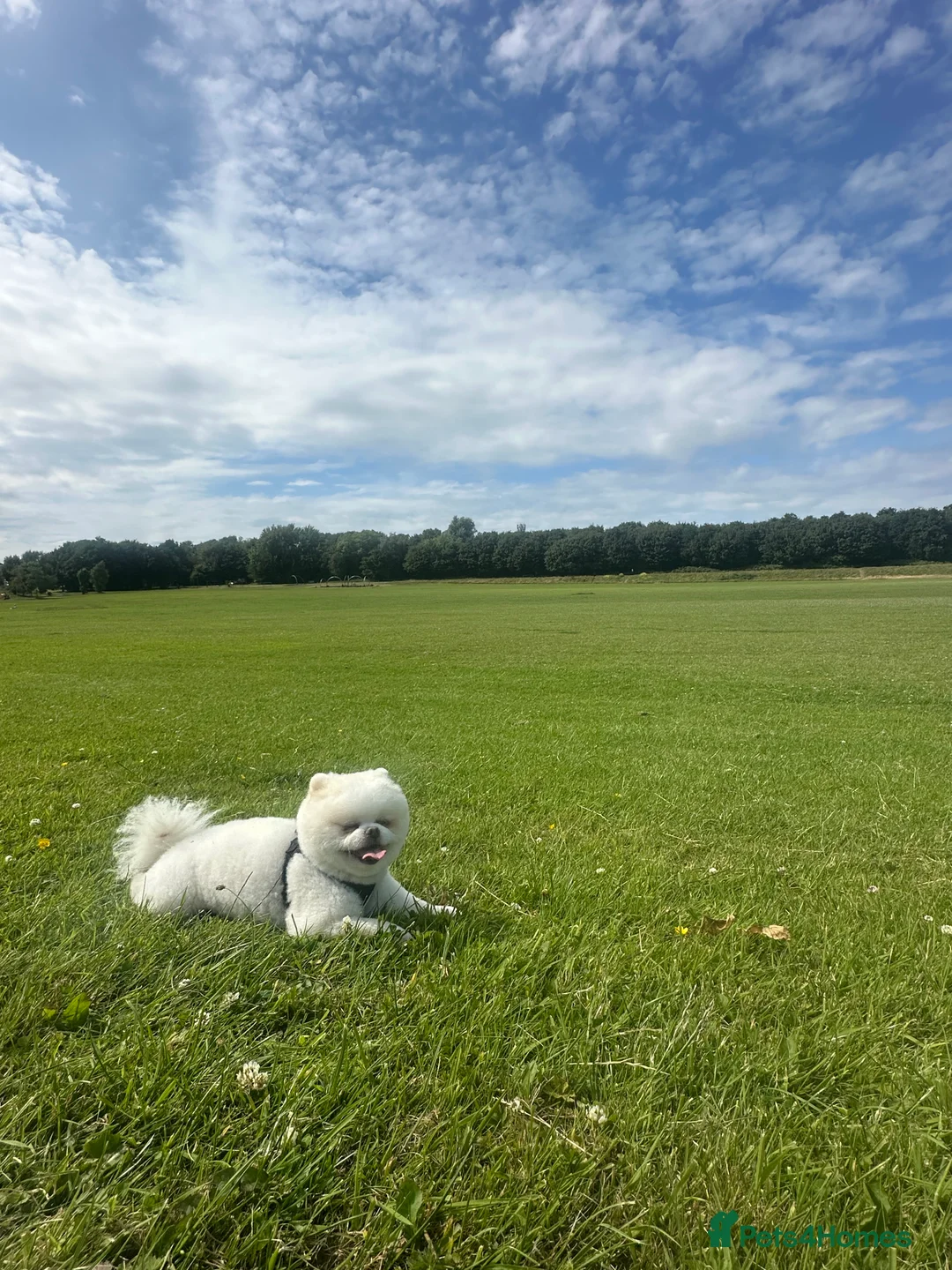 Pomeranian dogs for stud: Teddy  - Advert 9