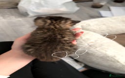 British Shorthair cats for sale: 3 boys 1 girl Tabbys - Image 6