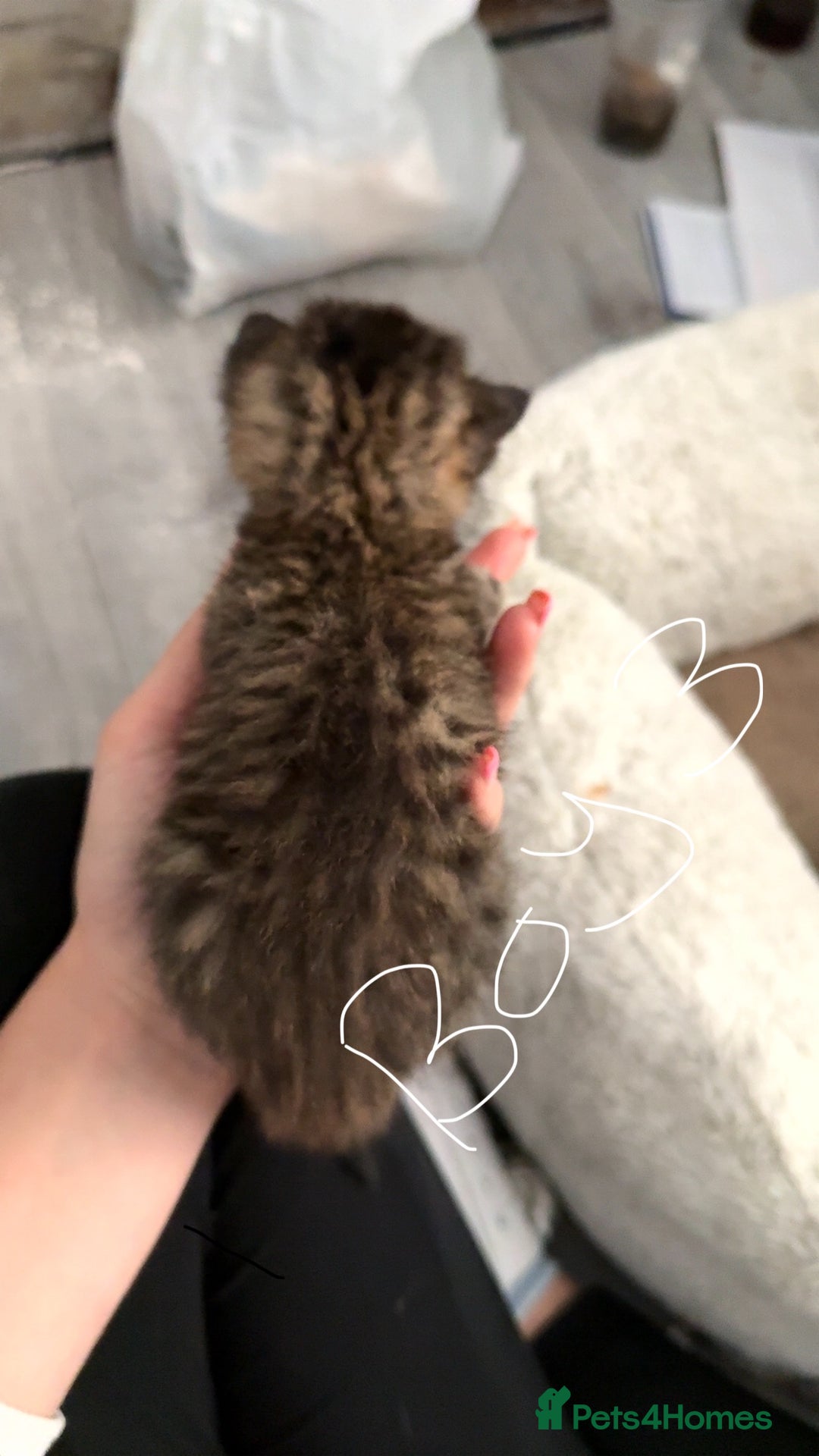 British Shorthair cats for sale: 3 boys 1 girl Tabbys - Image 6