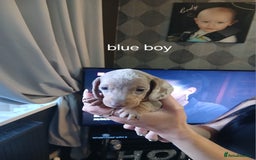 Dachshund dogs for sale: Dachshund Puppy 5 - Isabella dapple dachshund puppies - Image 11